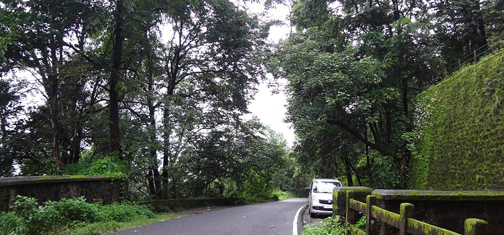 The_Dancing_Car_in_Forest